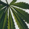 Raumspray mit Scent of Marihuana Raumspray mit Scent of Marihuana