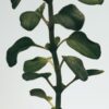 Flüssigseife mit Oregano Flüssigseife mit Oregano