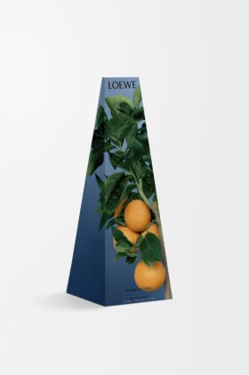 Kerzenhalter aus Wachs der Orangenblüte Kerzenhalter aus Wachs der Orangenblüte