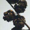 Kerzenhalter „Zypressenzapfen“ aus Wachs