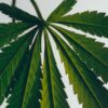 Flüssigseife mit dem Duft von Marihuana Flüssigseife mit dem Duft von Marihuana