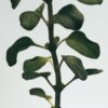 Mittlere Oregano-Kerze Mittlere Oregano-Kerze
