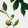 Midi Earl Grey Kerze Midi Earl Grey Kerze