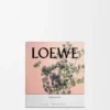 Mittlere Oregano-Kerze